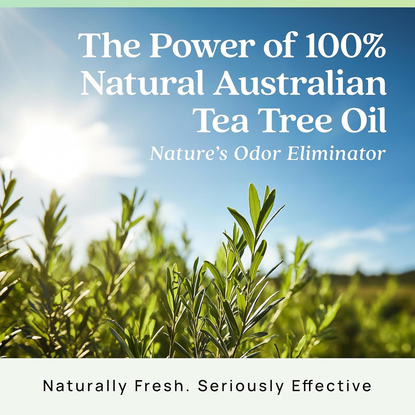 Azuna Air Freshener & Odor Eliminator for Strong Odor | 1 Room Kit Includes (1) Empty Luxe Glass Jar & 8oz Refill with Tea Tree Essential Oil Gel | Natural Scent | Last 60-90 Days